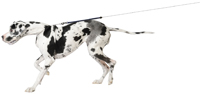 dog on a leash