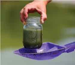 ALGAE