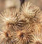 burrs