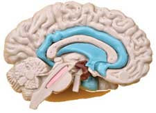 Brain Illustration