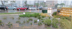 A rain garden