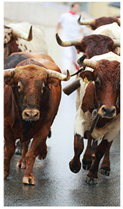 bull