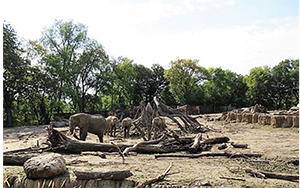 elephant habitat