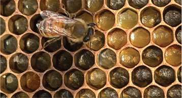 Bee hive