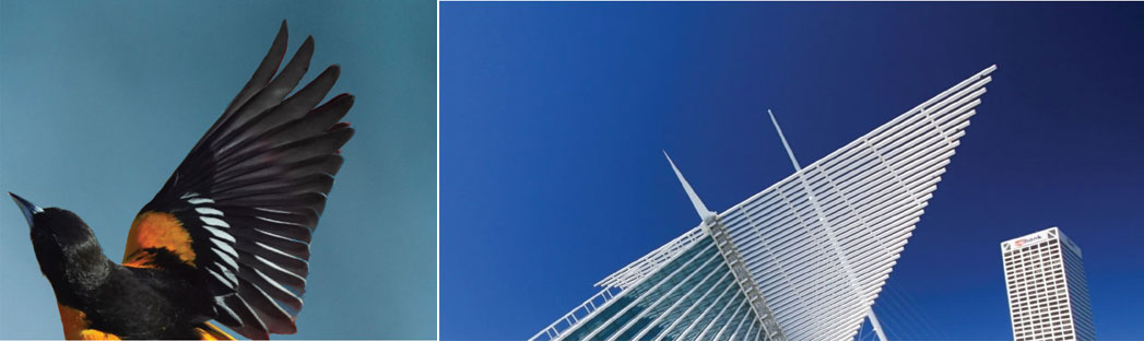A palm tree forest inspired Santiago Calatrava, a Spanish engineer and architect, to design the columns in the train station in Lisbon, Portugal. The twisting ability of the human spine stimulated Calatrava to design the Turning Torso skyscraper, the tallest building in Malmo, Sweden. He designed a portion of the Milwaukee, Wisconsin, art museum with wings that can open to the sky.